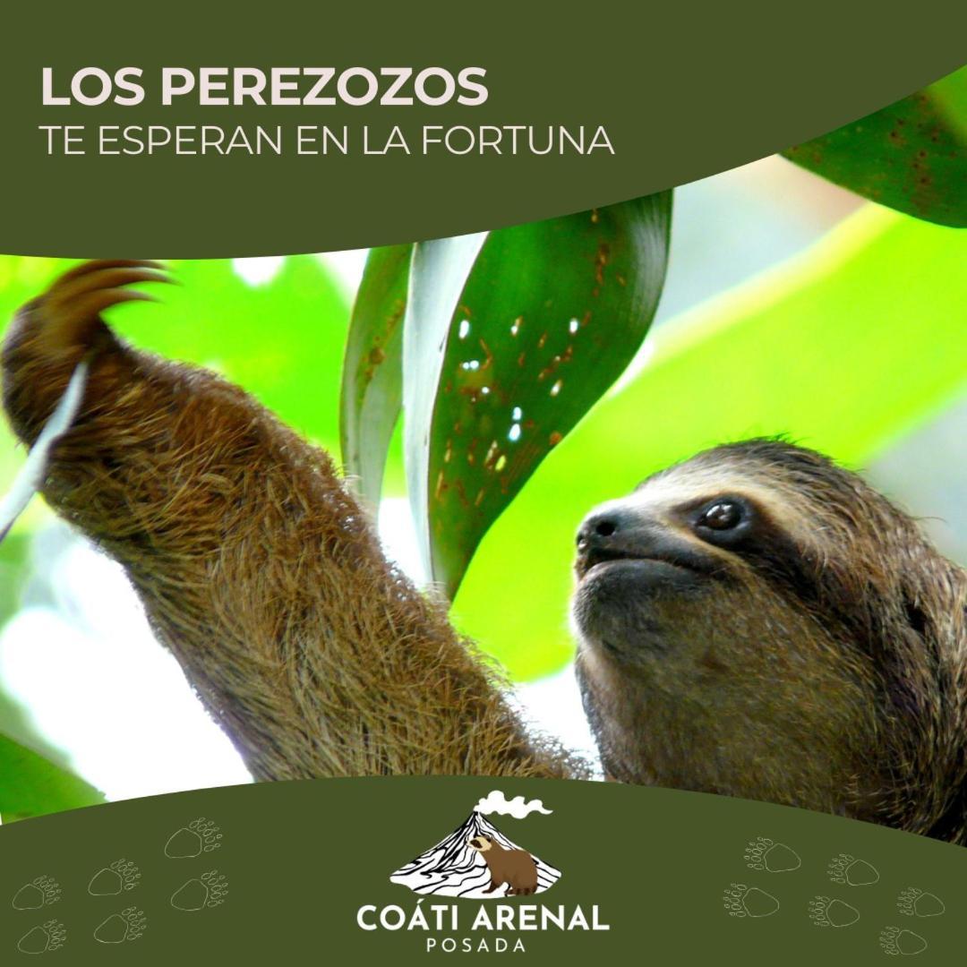 Coati Del Arenal Posada La Fortuna Extérieur photo